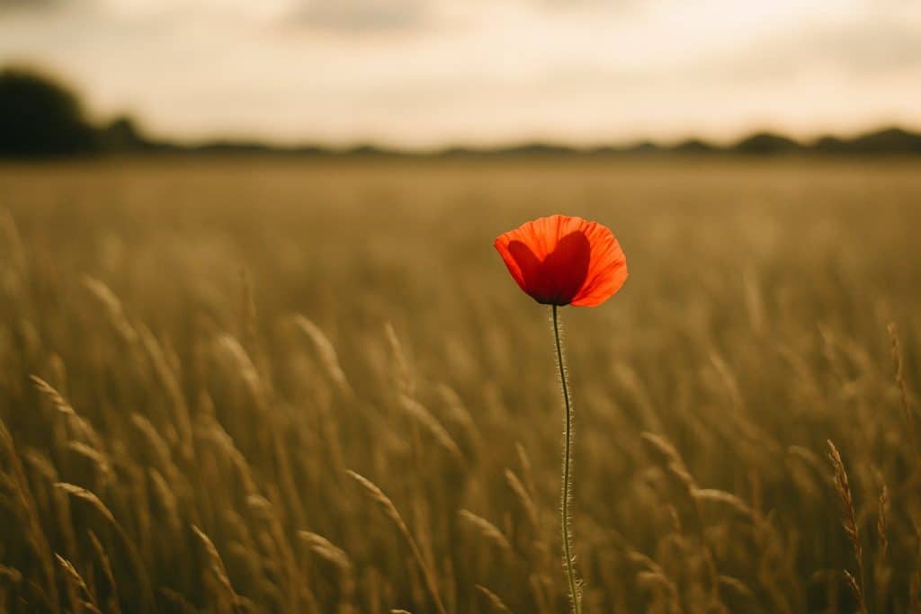 Einzelner Mohn in einer weiten Wiese im Abendlicht